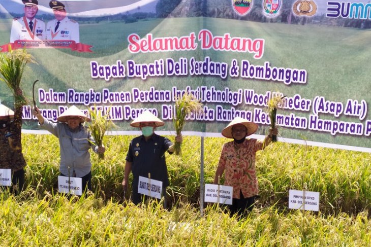 Pemkab apresiasi panen padi perdana di Hamparan Perak