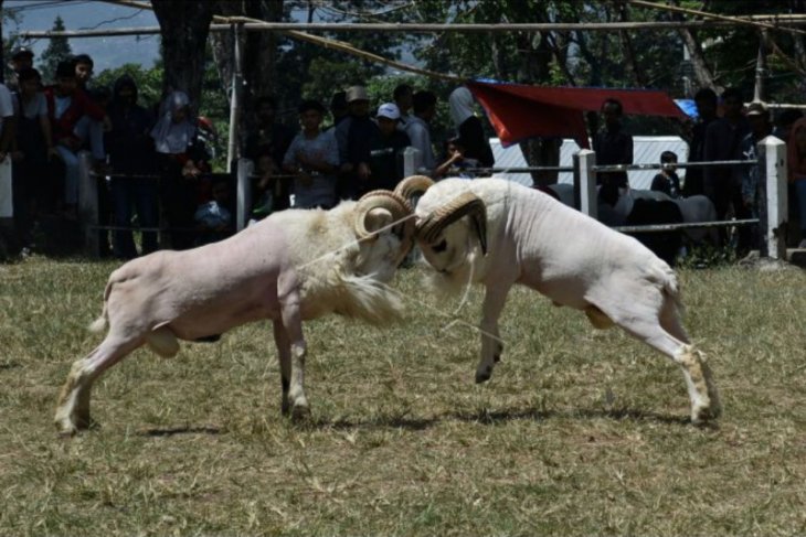 Tradisi adu domba di Garut