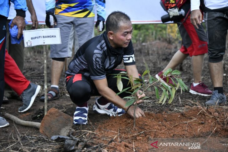 Bupati Bangka tanam puluhan batang buah di wisata sungai Upang