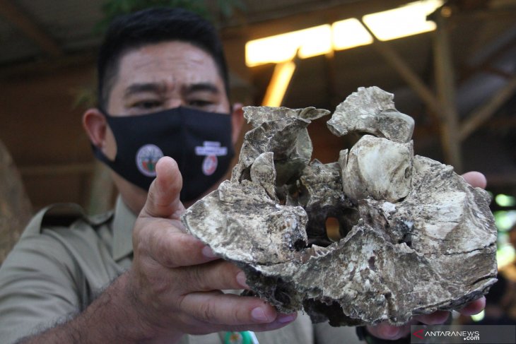 Temuan Tulang Diduga Tengkorak Harimau Jawa