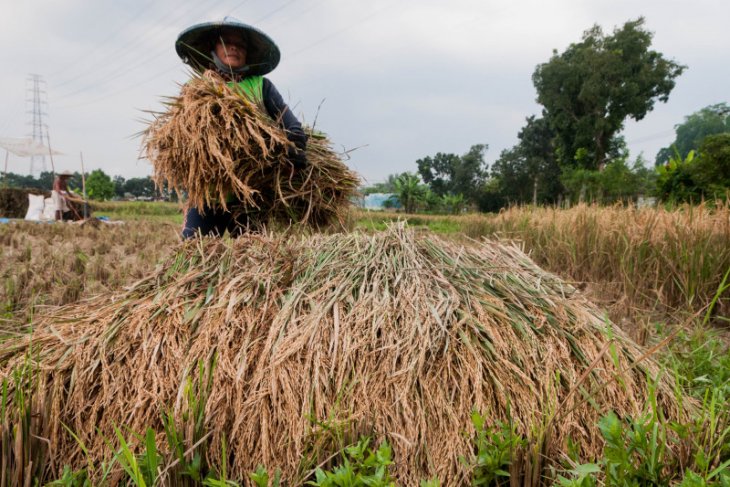 Petani Lebak kembali panen padi ditengah kemarau