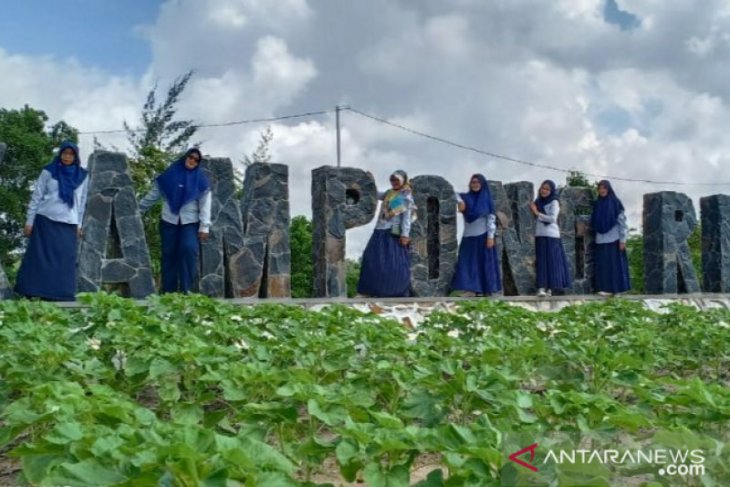 PT Timah sulap bekas tambang di Selinsing jadi agrowisata