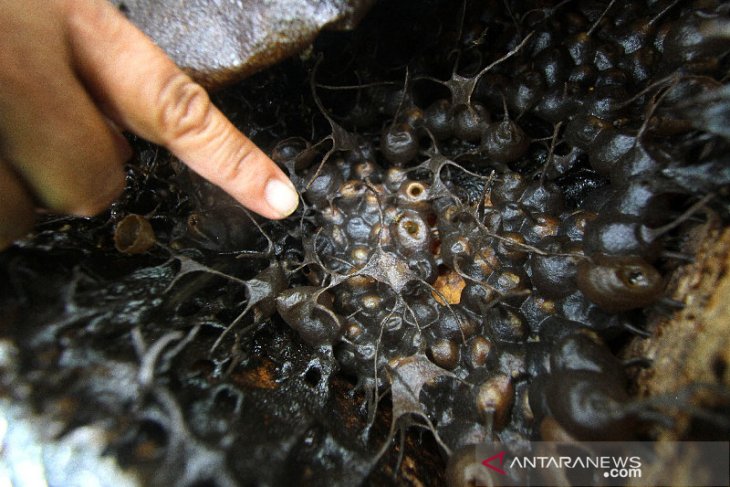 Permintaan Madu Lebah Kelulut Meningkat