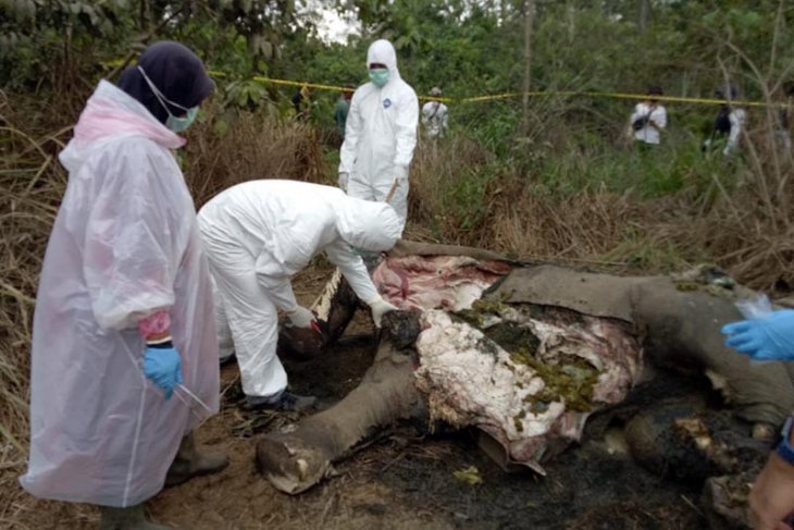 BKSDA Aceh turunkan tim periksa kematian gajah di Pidie