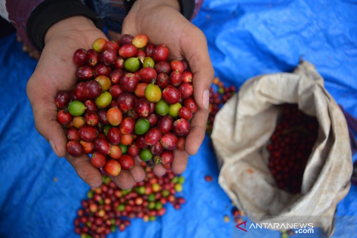 Panen kopi ekselsa Wonosalam