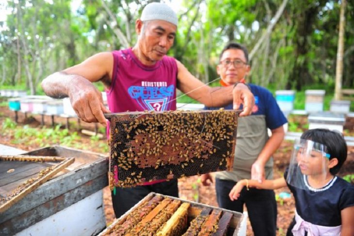 Budi daya lebah ternak