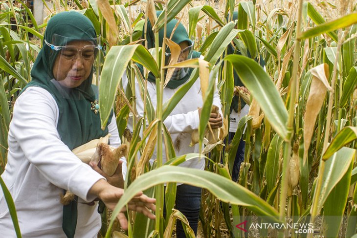 Desa ketahanan pangan mandiri 