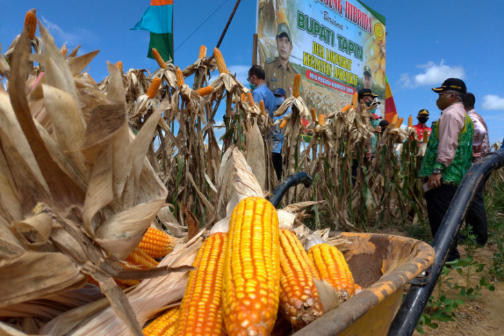 Tapin is prepared to be a hybrid corn center in South Kalimantan