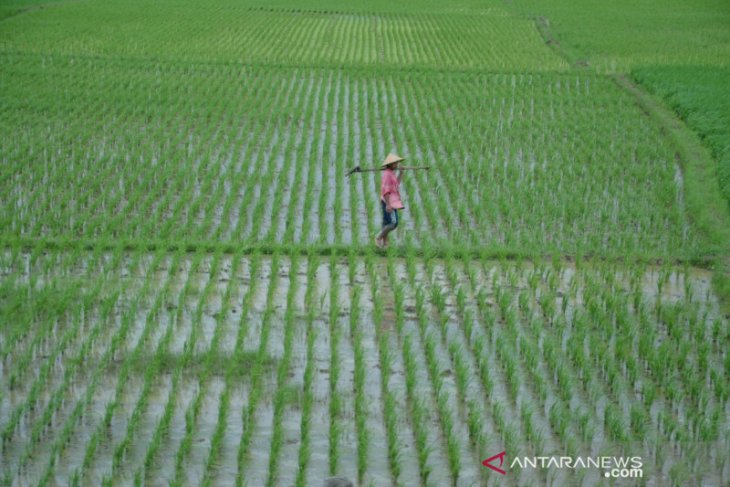 800 hektare lahan pertanian padi di Bekasi terancam kekeringan