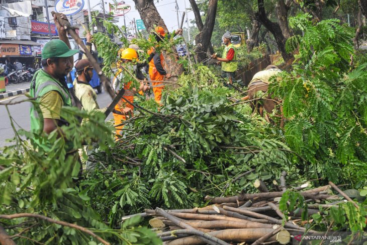 Jakarta Pusat lakukan pemangkasan  6 000 pohon  ANTARA 