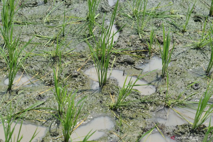 Serangan Hama Tikus di Madiun