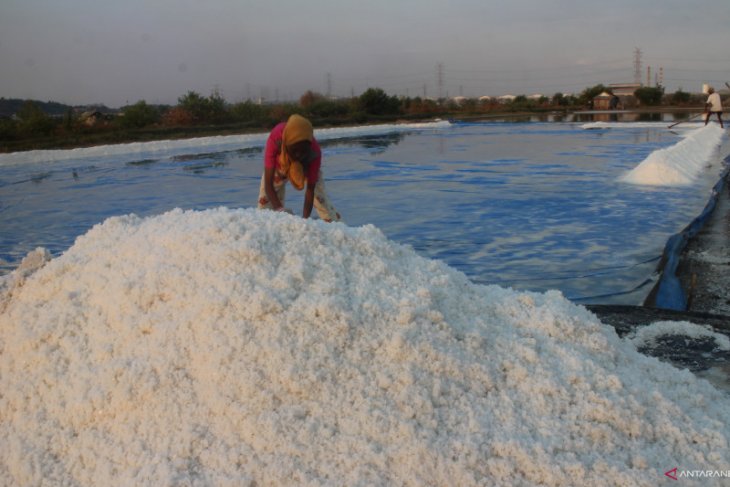 Produksi garam rakyat Jatim turun
