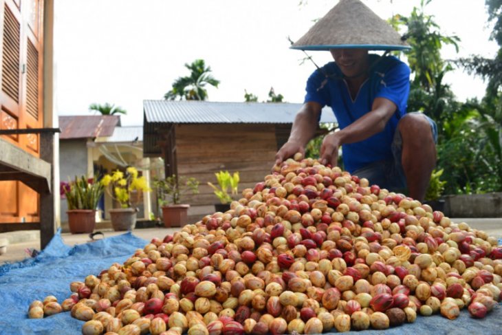 Pandemi COVID-19 berpengaruh harga jual buah pala, begini penjelasan petani Abdya