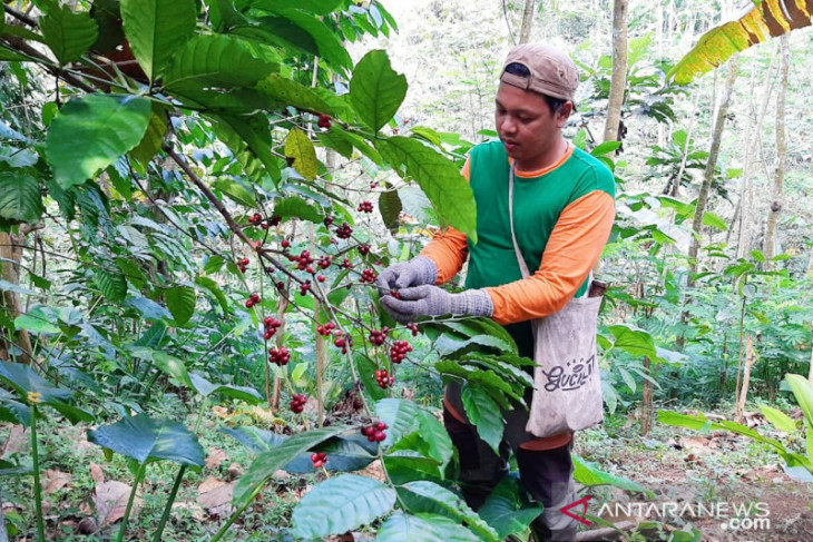 Kopi Gucialit Lumajang dipasarkan juga ke luar negeri