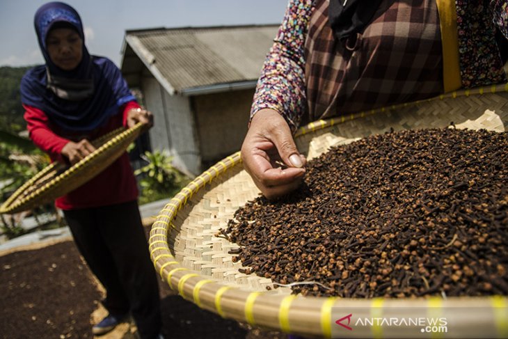 Penjualan Cengkih saat musim panen 