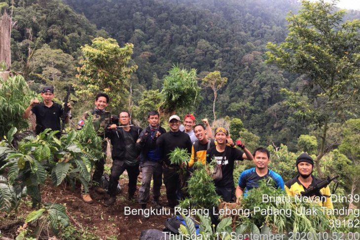 Polisi bongkar ladang ganja seluas dua hektare di Bengkulu