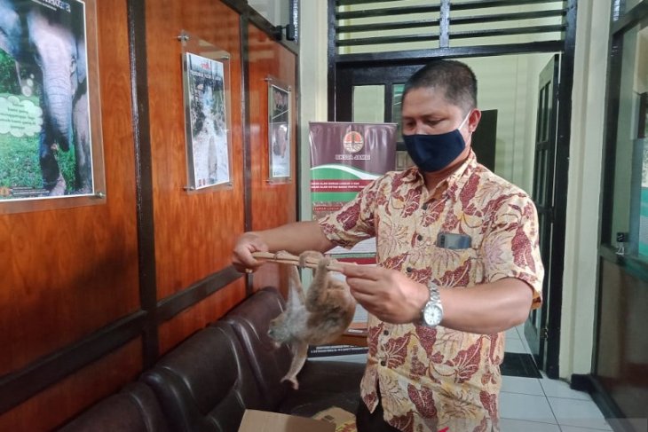 Warga Danau Sipin serahkan seekor kukang kepada petugas BKSDA