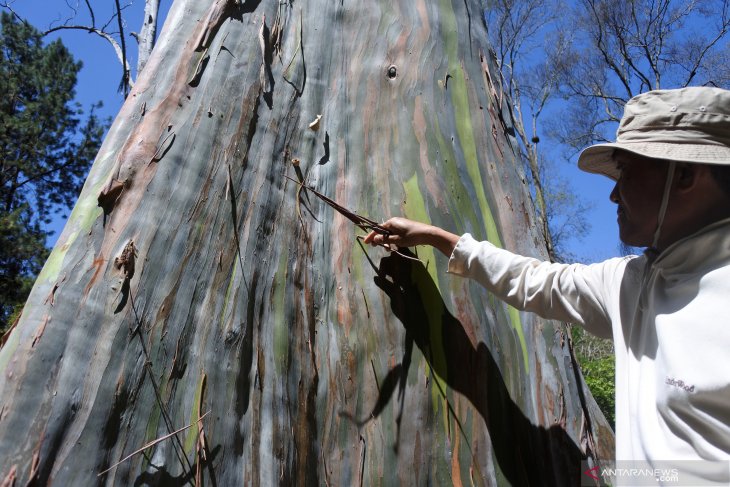 Pohon Eucalyptus Deglupta