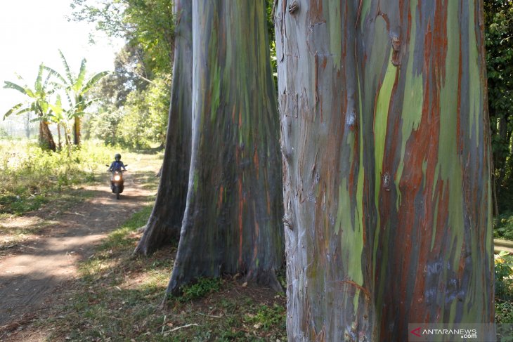 Pohon Eucalyptus Deglupta