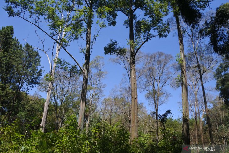 Pohon Eucalyptus Deglupta