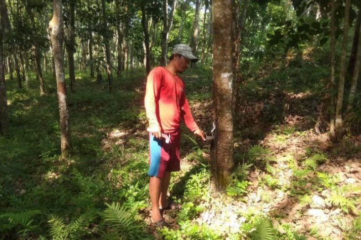 Harga membaik, petani karet di Lebak kembali bangkit