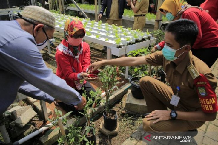 Hasil panenan KWT dibagikan kepada warga Tangerang terdampak COVID-19