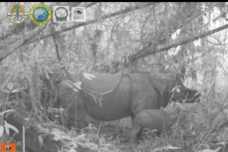 javan rhinoceros and baby