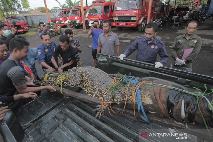 BKSDA evakuasi buaya muara 