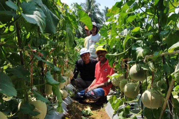 Distan Mukomuko dukung pengembangan tanaman melon