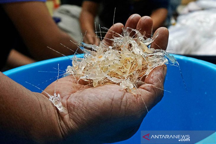 KKP hentikan sementara penerbitan surat izin ekspor benih lobster