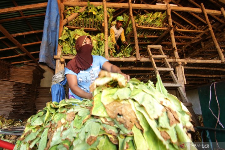 Petani tembakau kesulitan menjual hasil panen