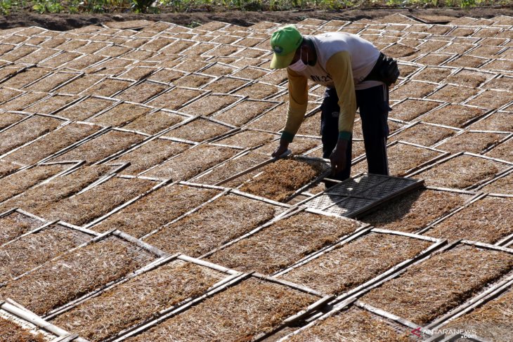 Petani tembakau kesulitan menjual hasil panen