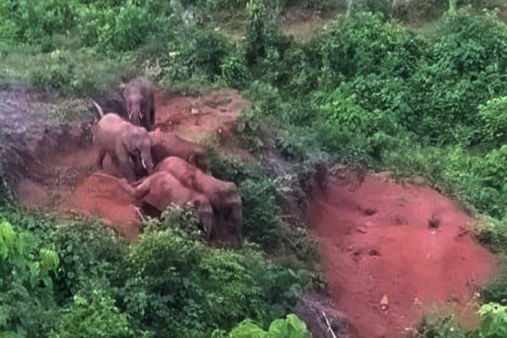 Belasan Gajah liar kembali rusak tanaman sawit warga Aceh Jaya