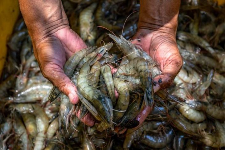 Panen perdana budidaya udang vaname