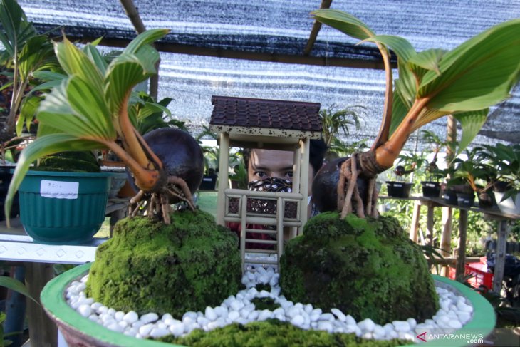 Pameran tanaman hias di Banyuwangi