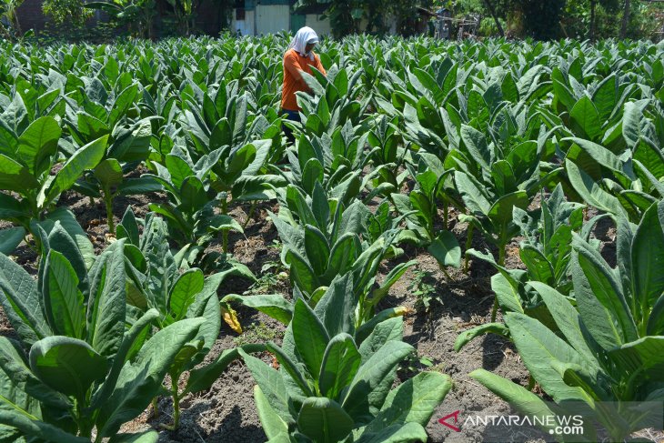 Harga tembakau di Jombang anjlok