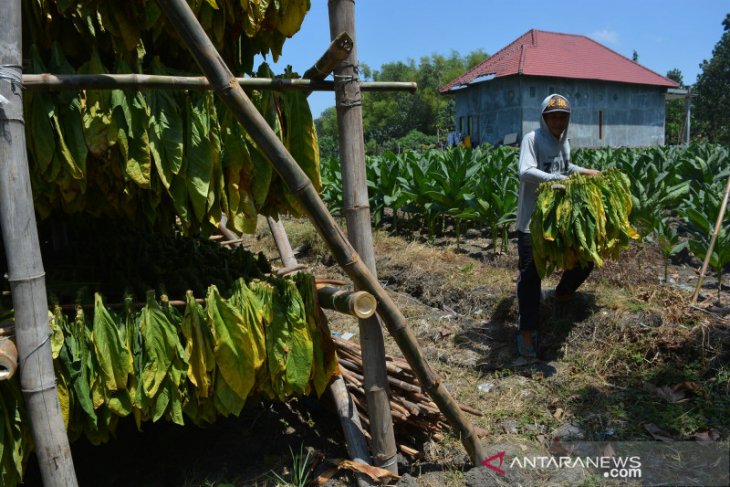 Harga tembakau di Jombang anjlok