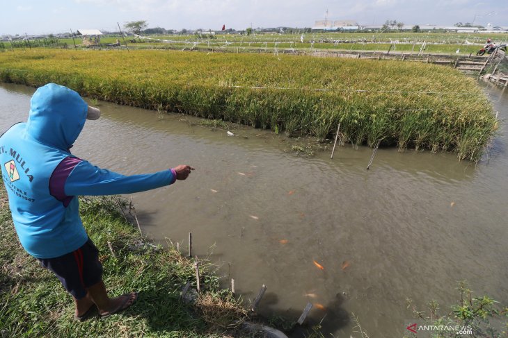 Efisiensi Pertanian dengan Mina Padi