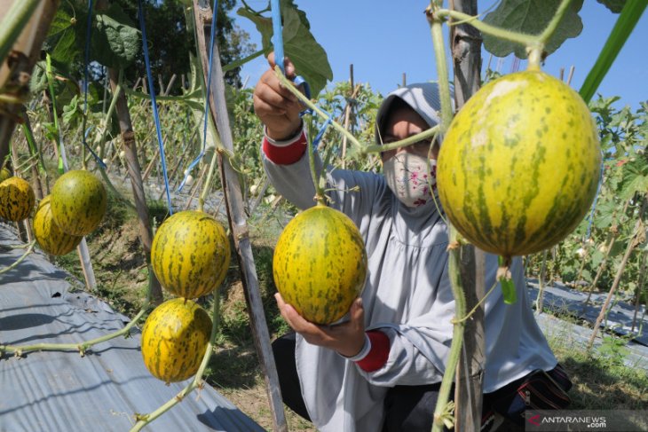 Wisata Petik Melon di Pamekasan