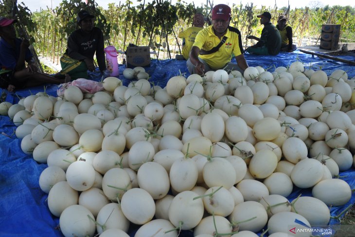 Wisata Petik Melon di Pamekasan