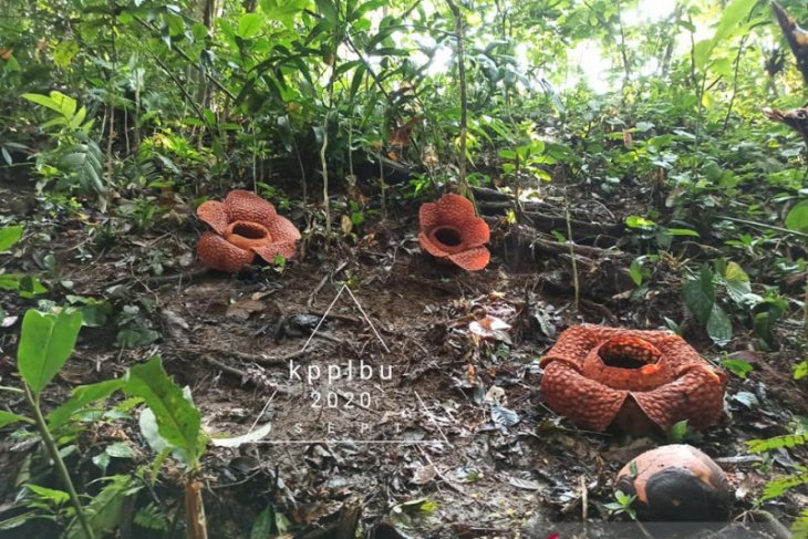 Three Rafflesia flowers in full bloom in North Bengkulu
