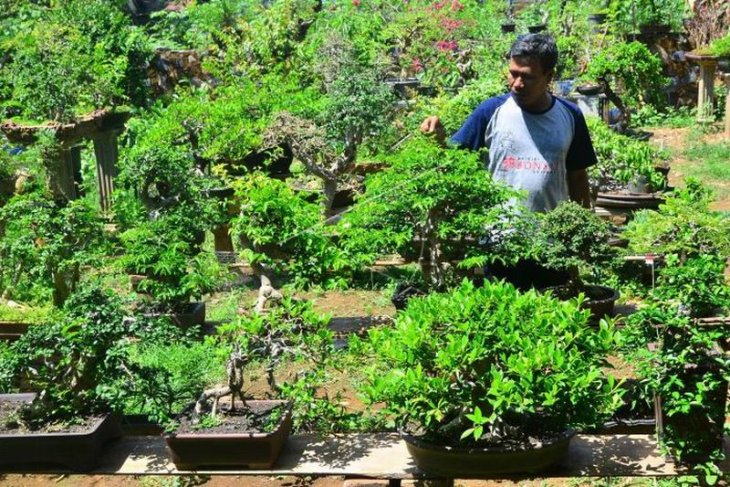 Budidaya tanaman bonsai