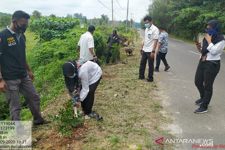 PLN Babel laksanakan penghijauan di Pantai Pasirpadi Pangkalpinang