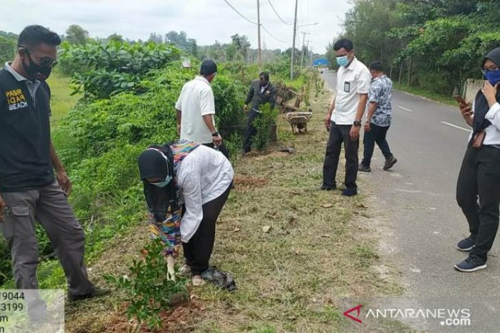 PLN Babel tanam 100 pohon di Pantai Pasir Padi