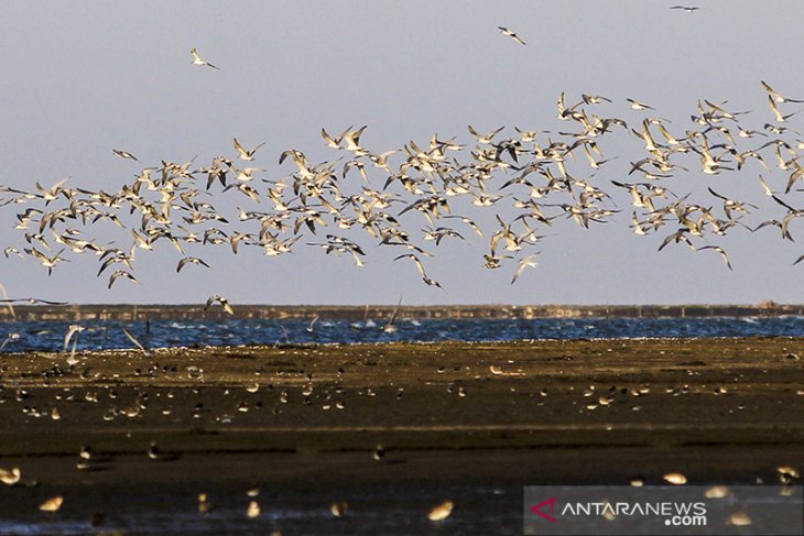 Migrasi burung pesisir utara 