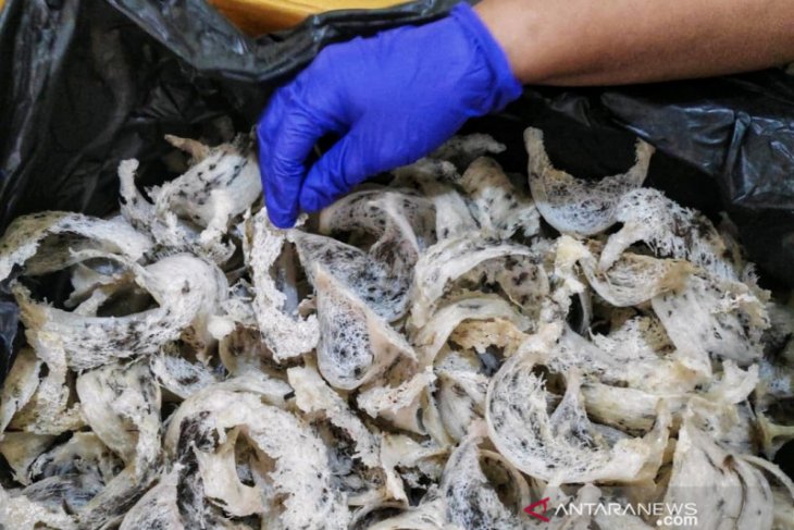 Sertifikasi lalu lintas sarang walet Gorontalo meningkat