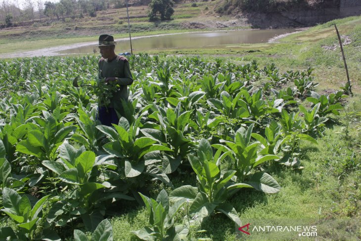 Air waduk grojokan menyusut