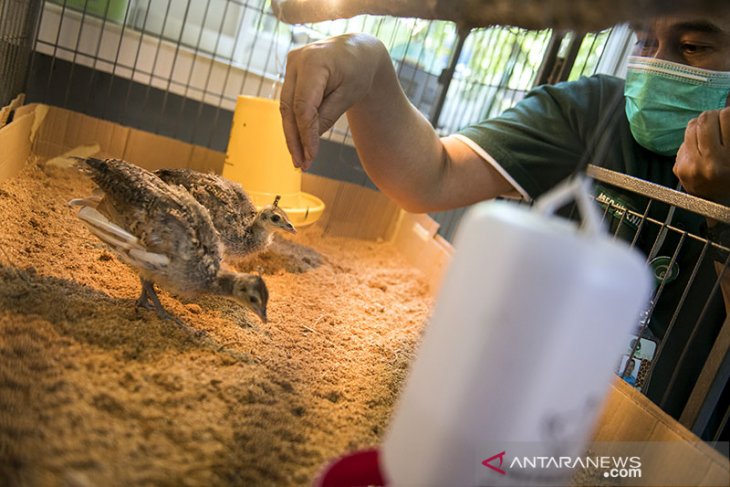 Penetasan burung Merak Hijau di Kebun Binatang Bandung 