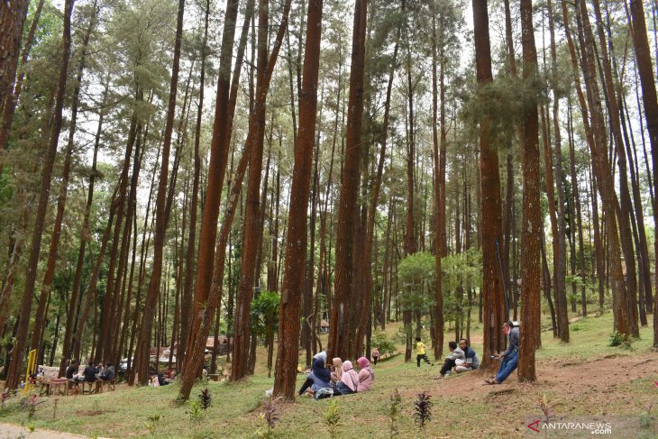 Wisata Hutan Pinus di Madiun