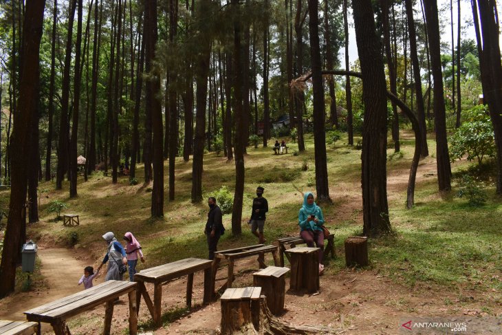 Wisata Hutan Pinus di Madiun